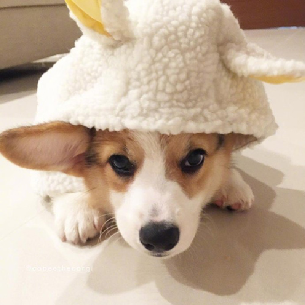 狗狗