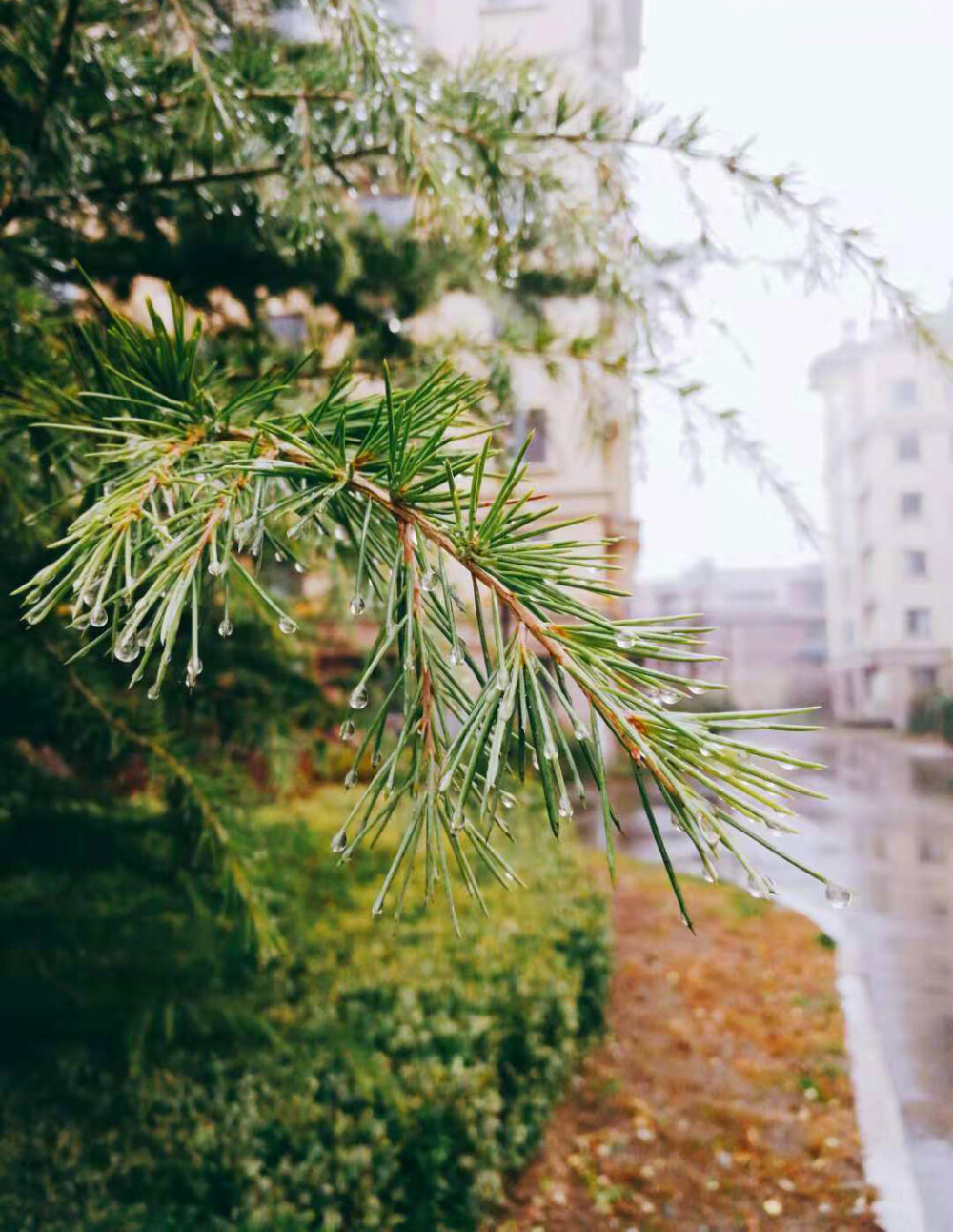 2018.12.3 雨后的清晨