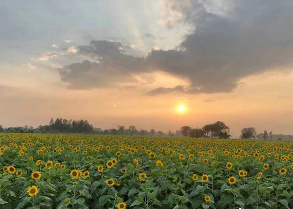 向阳花