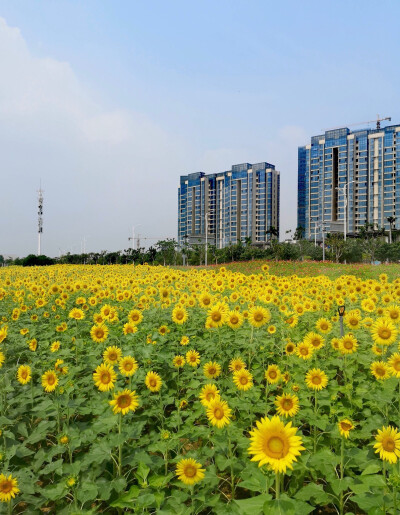 向阳花