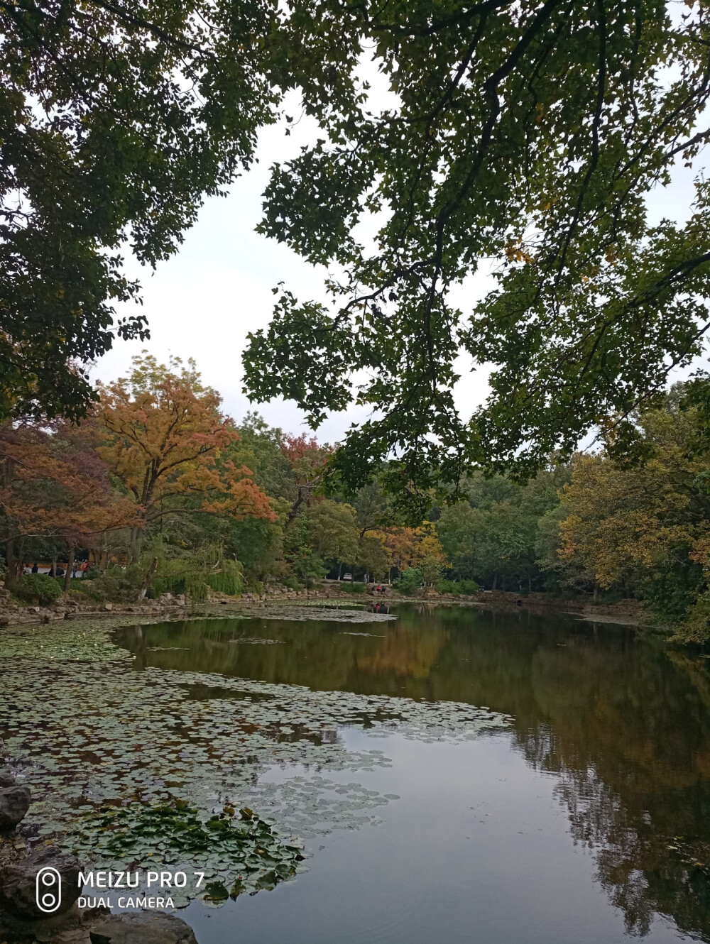 紫金山 灵谷寺 仙林万达茂 …… 腿走直的一天