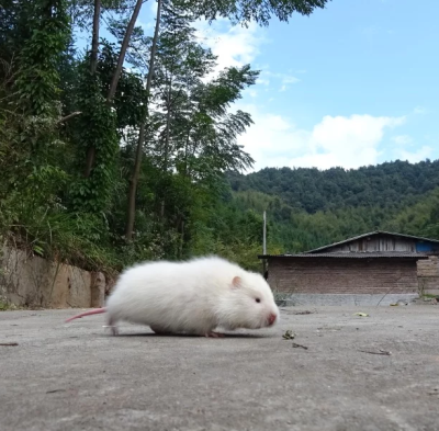 华农兄弟 竹鼠 情头 沙雕