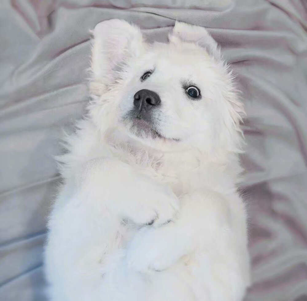 奶白色的金毛猎犬，这奶fufu的样子太可爱人了。
