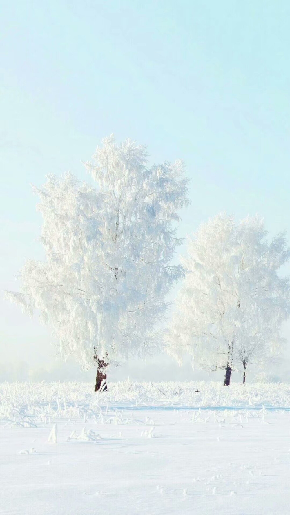 壁纸.背景.冬天