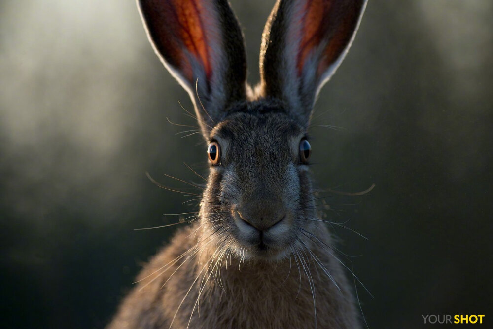 一只野兔直直地盯着摄影师的镜头。虽然野兔看起来跟家兔很像，但它们实际上是两个不同的物种。野兔（Hare）比家兔（Rabbit）的体型大，也比家兔的耳朵长，而且野兔并不像家兔一样喜欢群居。
摄影师：Kalmer Lehepuu
