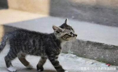 动物 萌
猫