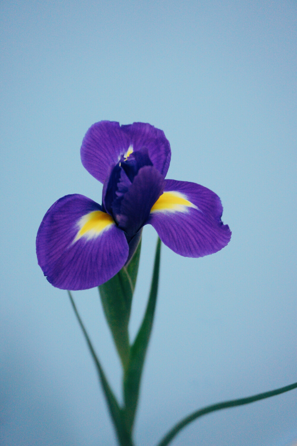 鸢尾 Iris tectorum
鸢尾科鸢尾属植物，多年生草本，法国国花，是一直都很喜欢的花，小时候第一次在小说上看见这个名字，觉得很美。英文名Iris，在希腊神话里是彩虹的意思，大概是说它的色彩像彩虹一样美丽吧。在花市，大家按照英文名音译叫它爱丽丝。常见的颜色有紫色，白色和黄色。国产爱丽丝比较少，花期也短，一般盛开的时间只有一天。荷兰进口的鸢尾切花品质和花期都要好很多。鸢尾的品种多样，巴西鸢尾，日本鸢尾这些品种经常能在岭南一带的园林绿化中见到，因为叶片和花朵形态的原因，不熟悉植物的人很容易错认其为兰花，其实二者还是有很明显的区别的。