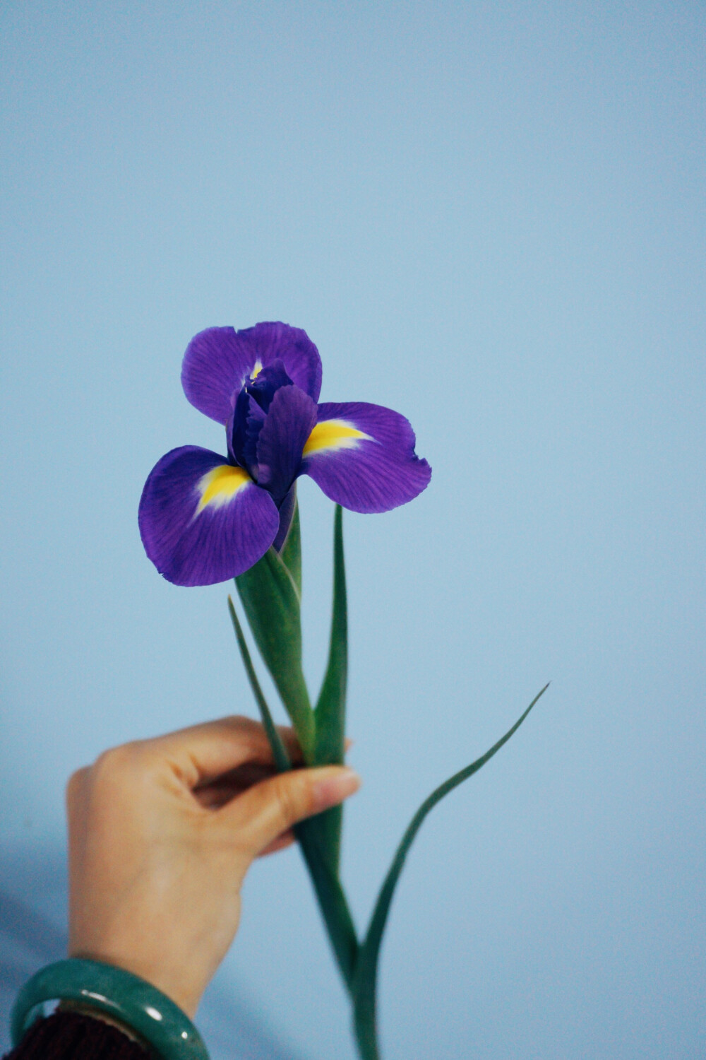 鸢尾 Iris tectorum
鸢尾科鸢尾属植物，多年生草本，法国国花，是一直都很喜欢的花，小时候第一次在小说上看见这个名字，觉得很美。英文名Iris，在希腊神话里是彩虹的意思，大概是说它的色彩像彩虹一样美丽吧。在花市，大家按照英文名音译叫它爱丽丝。常见的颜色有紫色，白色和黄色。国产爱丽丝比较少，花期也短，一般盛开的时间只有一天。荷兰进口的鸢尾切花品质和花期都要好很多。鸢尾的品种多样，巴西鸢尾，日本鸢尾这些品种经常能在岭南一带的园林绿化中见到，因为叶片和花朵形态的原因，不熟悉植物的人很容易错认其为兰花，其实二者还是有很明显的区别的。