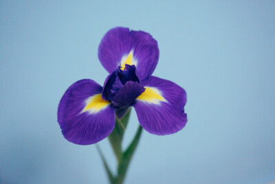 鸢尾 Iris tectorum
鸢尾科鸢尾属植物，多年生草本，法国国花，是一直都很喜欢的花，小时候第一次在小说上看见这个名字，觉得很美。英文名Iris，在希腊神话里是彩虹的意思，大概是说它的色彩像彩虹一样美丽吧。在花…