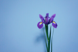 鸢尾 Iris tectorum
鸢尾科鸢尾属植物，多年生草本，法国国花，是一直都很喜欢的花，小时候第一次在小说上看见这个名字，觉得很美。英文名Iris，在希腊神话里是彩虹的意思，大概是说它的色彩像彩虹一样美丽吧。在花市，大家按照英文名音译叫它爱丽丝。常见的颜色有紫色，白色和黄色。国产爱丽丝比较少，花期也短，一般盛开的时间只有一天。荷兰进口的鸢尾切花品质和花期都要好很多。鸢尾的品种多样，巴西鸢尾，日本鸢尾这些品种经常能在岭南一带的园林绿化中见到，因为叶片和花朵形态的原因，不熟悉植物的人很容易错认其为兰花，其实二者还是有很明显的区别的。