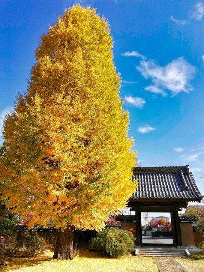 群马县伊勢崎市，菩提寺。 摄影by ken ​​​​