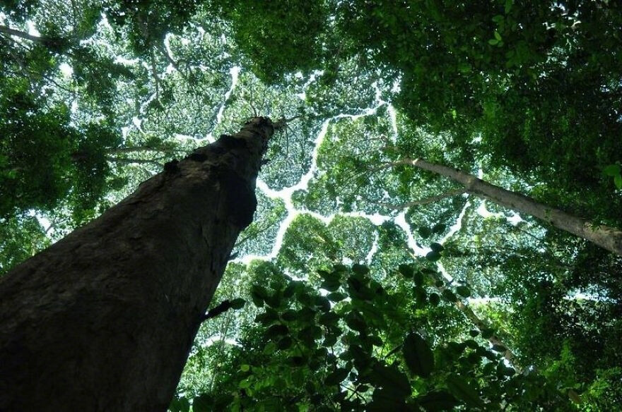 “Crown Shyness 树冠羞避”，指的是一些特定树种会有的现象。即使空间很拥挤，相邻的树木的树冠也互不遮挡，形成一个沟状的开口。感觉像是树木在互相“礼让”，各自有各自的一块空间，像拼图一样，有点奇妙   丨摄影师