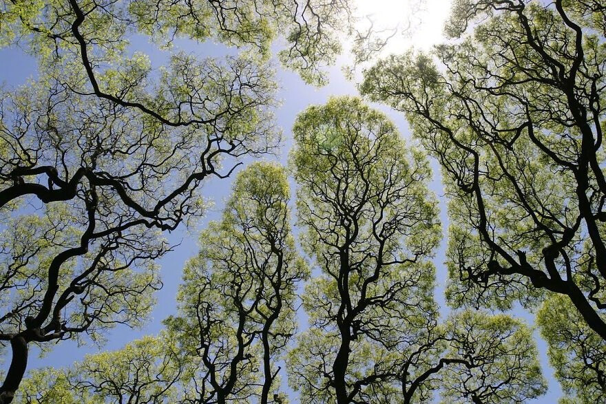 “Crown Shyness 树冠羞避”，指的是一些特定树种会有的现象。即使空间很拥挤，相邻的树木的树冠也互不遮挡，形成一个沟状的开口。感觉像是树木在互相“礼让”，各自有各自的一块空间，像拼图一样，有点奇妙   丨摄影师