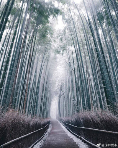 日本雪景
保井崇志