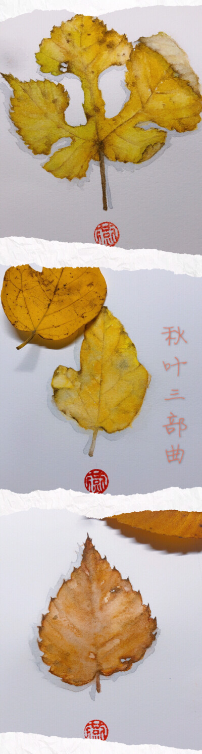 美丽蓝蜂鸟
阿诗300g细纹