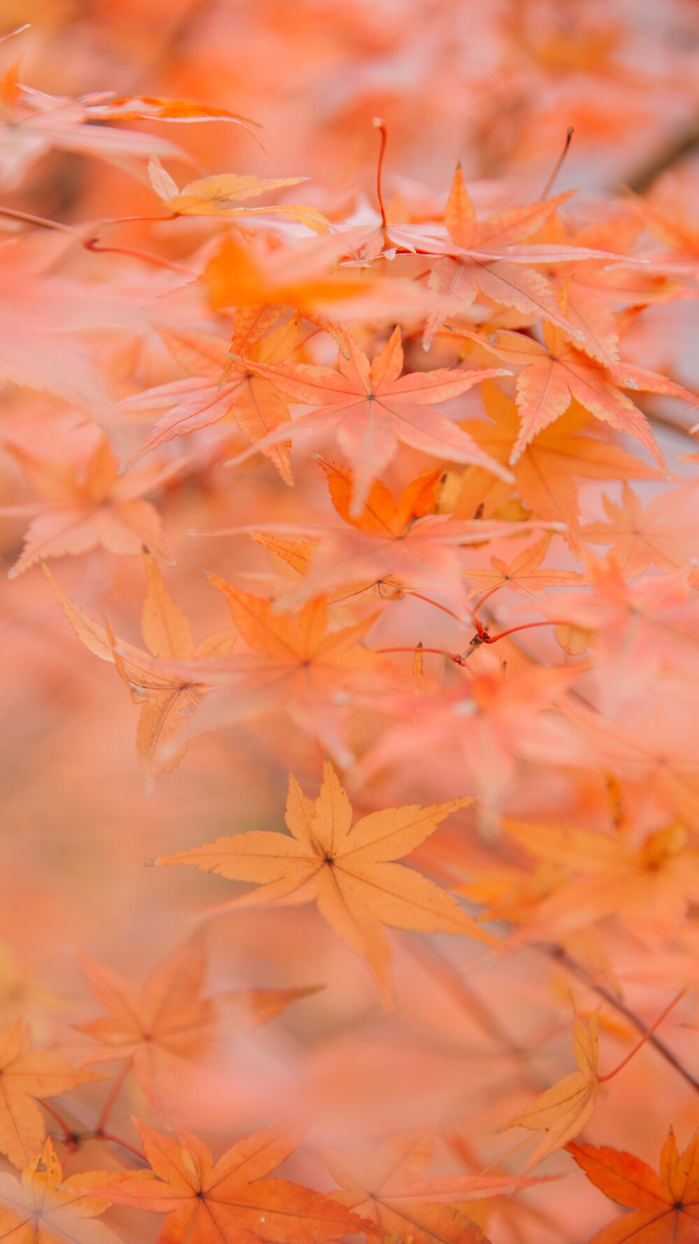 季节里的温度