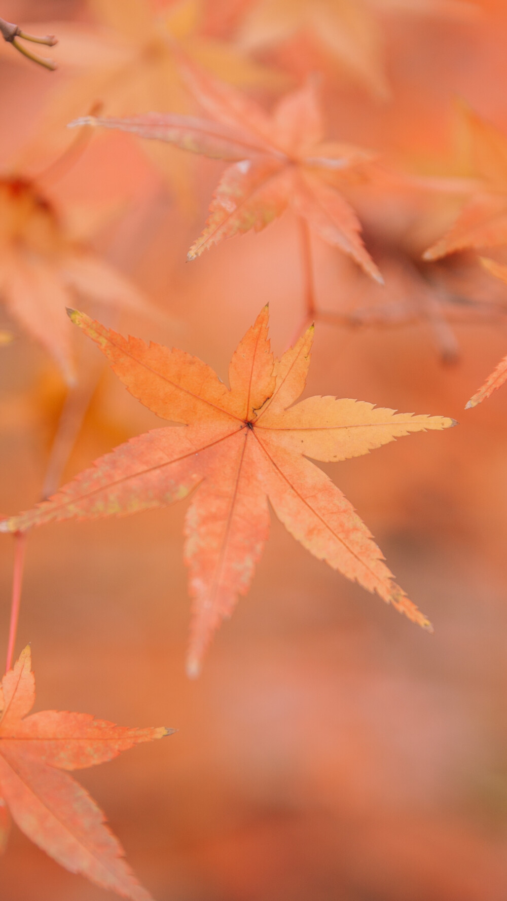 季节里的温度