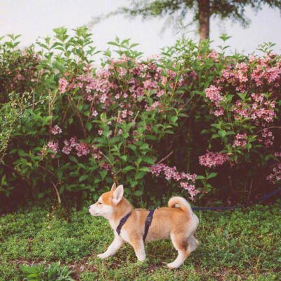 小柴犬 头像