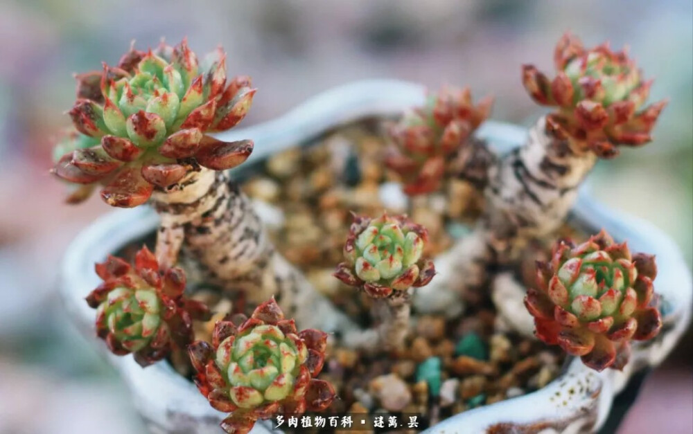 会养肉的你还得会拍照！浅谈多肉摄影技巧！
原创： 谜篱.昙 多肉植物百科
拍照很重要的两点：构图和光线。很多亲喜欢在有阳光的时候拍，因为阳光会赋予多肉更多的色彩。日出和日落这两个时间段的光最适合。不过我个人其实偏爱在雨天拍。因为比起阳光我觉得雨水给多肉带来的美感更合我意
构图，主要就是选择拍摄的角度，还有主体和背景的比例分割。我们不管是自拍还是拍别人都要找到这个人最美的角度。肉肉也是需要的。
然后除了构图和光线，背景其实也蛮重要。背景色彩干净一些更好
可以直接找颜色很深的地方当背景。比如下面这几张我直接把帐篷当做了背景。由于我的帐篷是军用帆布不透光所以颜色很深，我离着几米的距离加上镜头的背景虚化功能，就直接变成了黑底。画面非常干净。但是又比直接用纯黑打底柔和而且多了几分变化
但是大多数的时候我就是选择稍微阴一点没有强光线干扰，多肉上面或是人工或是自然有水珠的情况下。把其他多肉当背景这么拍。主要因为省事儿可以走到哪儿看到想拍的拿起就拍。不用调试光线，找背景。拍出来也挺小清新哒~以下这些都是这么拍哒。然后因为经常拍，所以构图什么的也自成一派了，不用太纠结。
