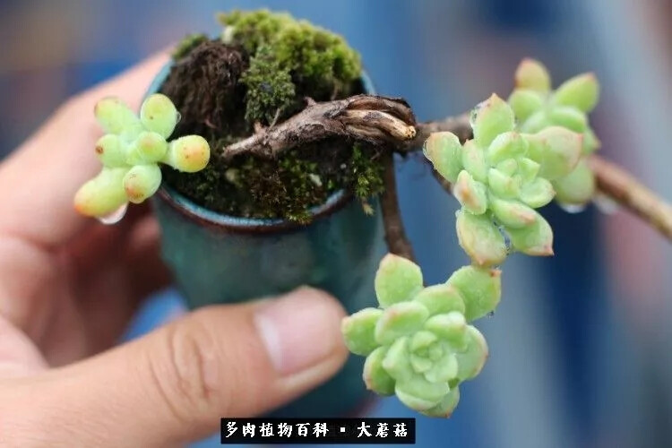 传统盆景风格，盆景造型必须要有自己的风格，苔藓也能和多肉搭配，苔藓选朵朵鲜，干了喷水还能缓过来，品种选一些耐水的品种，鹿角海棠是个不错的选择。