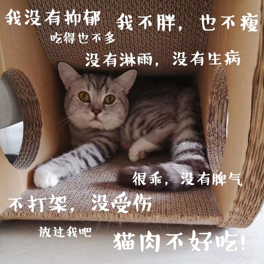 猫之弹幕 转发QQ 忘记呼吸的猫 的空间