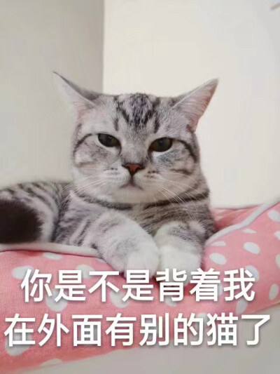 来自猫主子的质问 转发QQ 忘记呼吸的猫 的空间