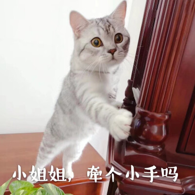 小姐姐，牵手吗？
转发QQ 忘记呼吸的猫 的空间