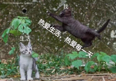 我 热爱生活，热爱每一天
转发QQ 忘记呼吸的猫 的空间