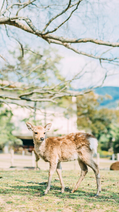 鹿
绿色壁纸~女巫养猫