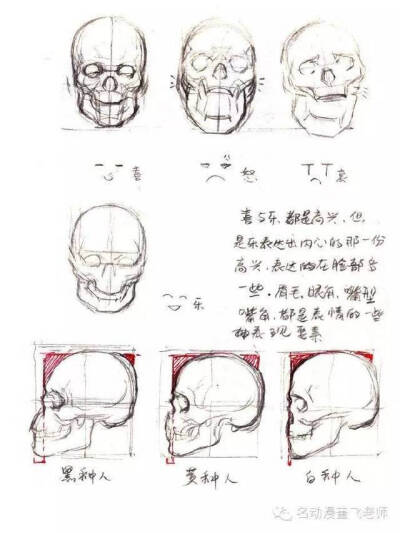 头部透视