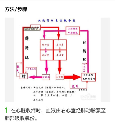 血液循环系统