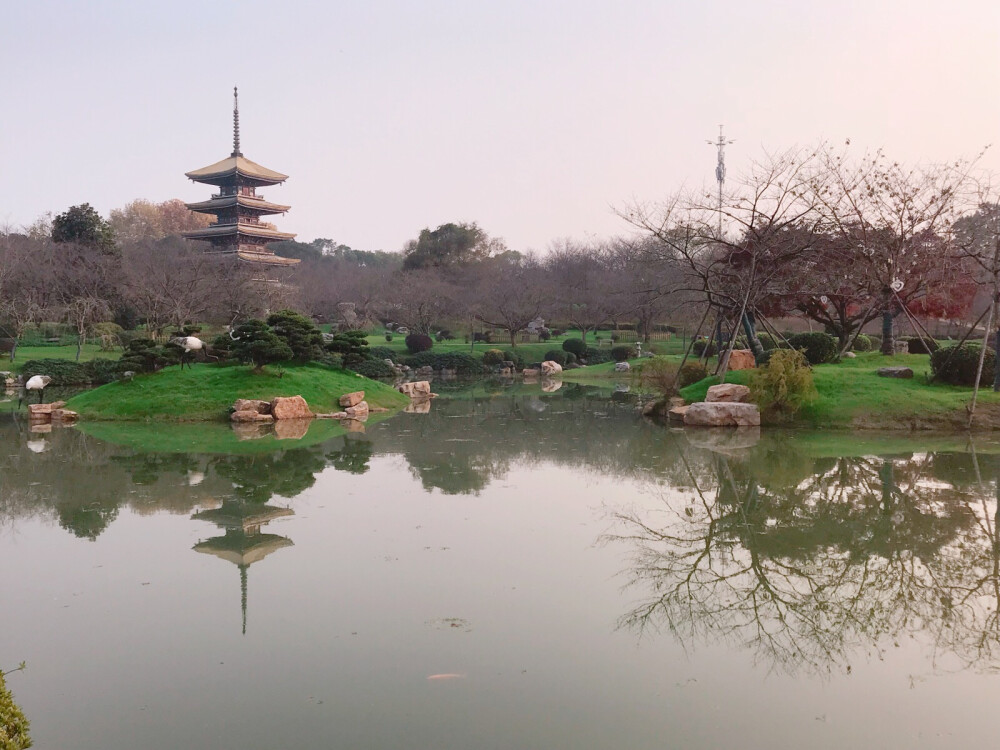 没有樱花的樱花园