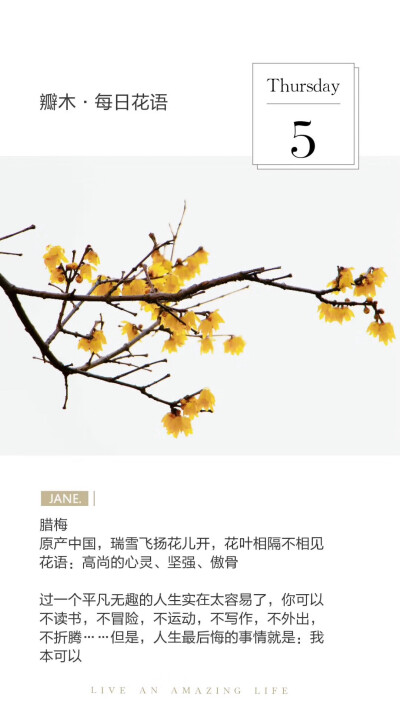 #瓣木·每日花语#
腊梅
原产中国，瑞雪飞扬花儿开，花叶相隔不相见
花语：高尚的心灵、坚强、傲骨
过一个平凡无趣的人生实在太容易了，你可以不读书，不冒险，不运动，不写作，不外出，不折腾……但是，人生最后悔的…