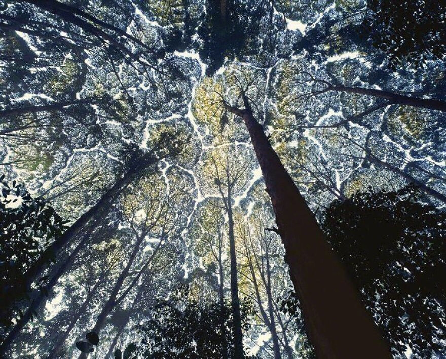 “Crown Shyness 树冠羞避”，指的是一些特定树种会有的现象。即使空间很拥挤，相邻的树木的树冠也互不遮挡，形成一个沟状的开口。感觉像是树木在互相“礼让”，各自有各自的一块空间，像拼图一样，有点奇妙   丨摄影师