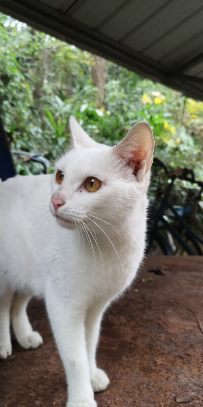 秋猫