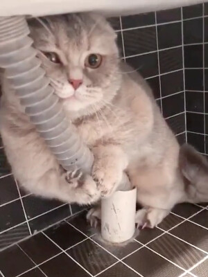 可爱 猫 害怕