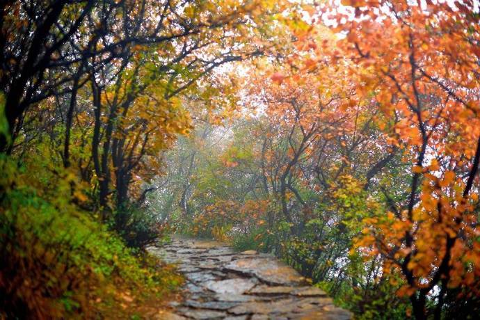 雨过闲田地，重重落叶红。翻思向春日，肯信有秋风。几处随流水，河边乱暮空。只应松自立，而不与君同。——修睦《落叶》