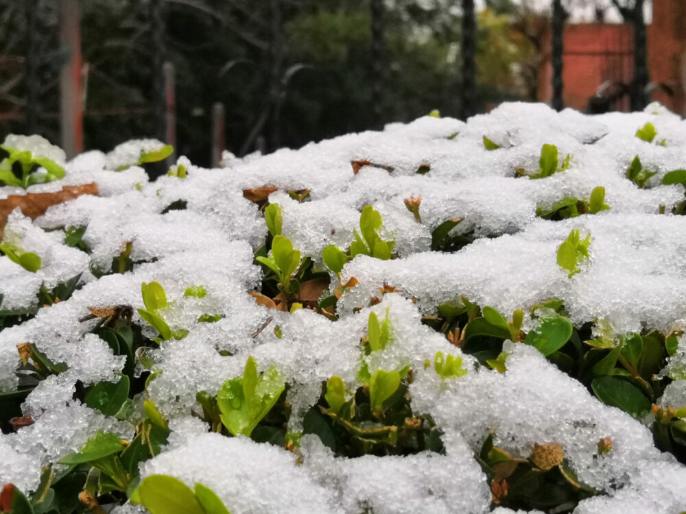 上海下雪啦～