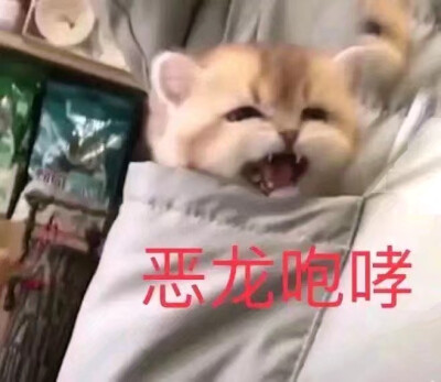 猫咪表情包