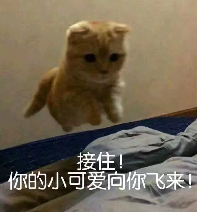 猫咪表情包