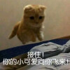 猫咪表情包