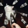 猫咪表情包