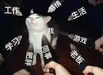 猫咪表情包