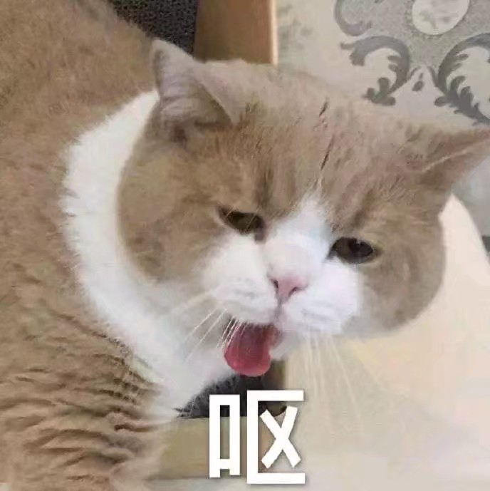 猫咪表情包