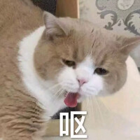 猫咪表情包