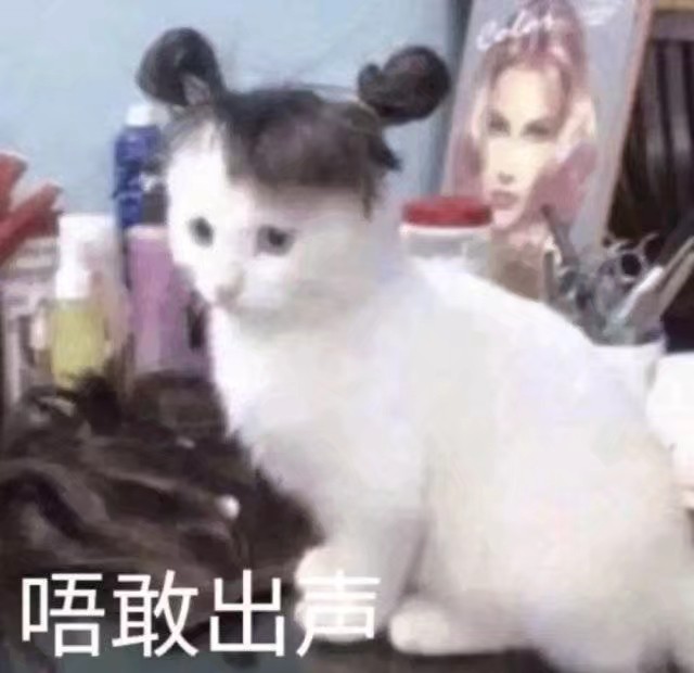 猫咪表情包