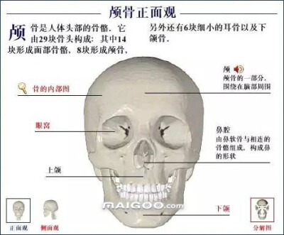 人体骨骼