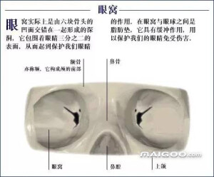 人体骨骼