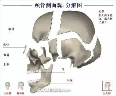 人体骨骼