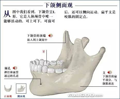 人体骨骼